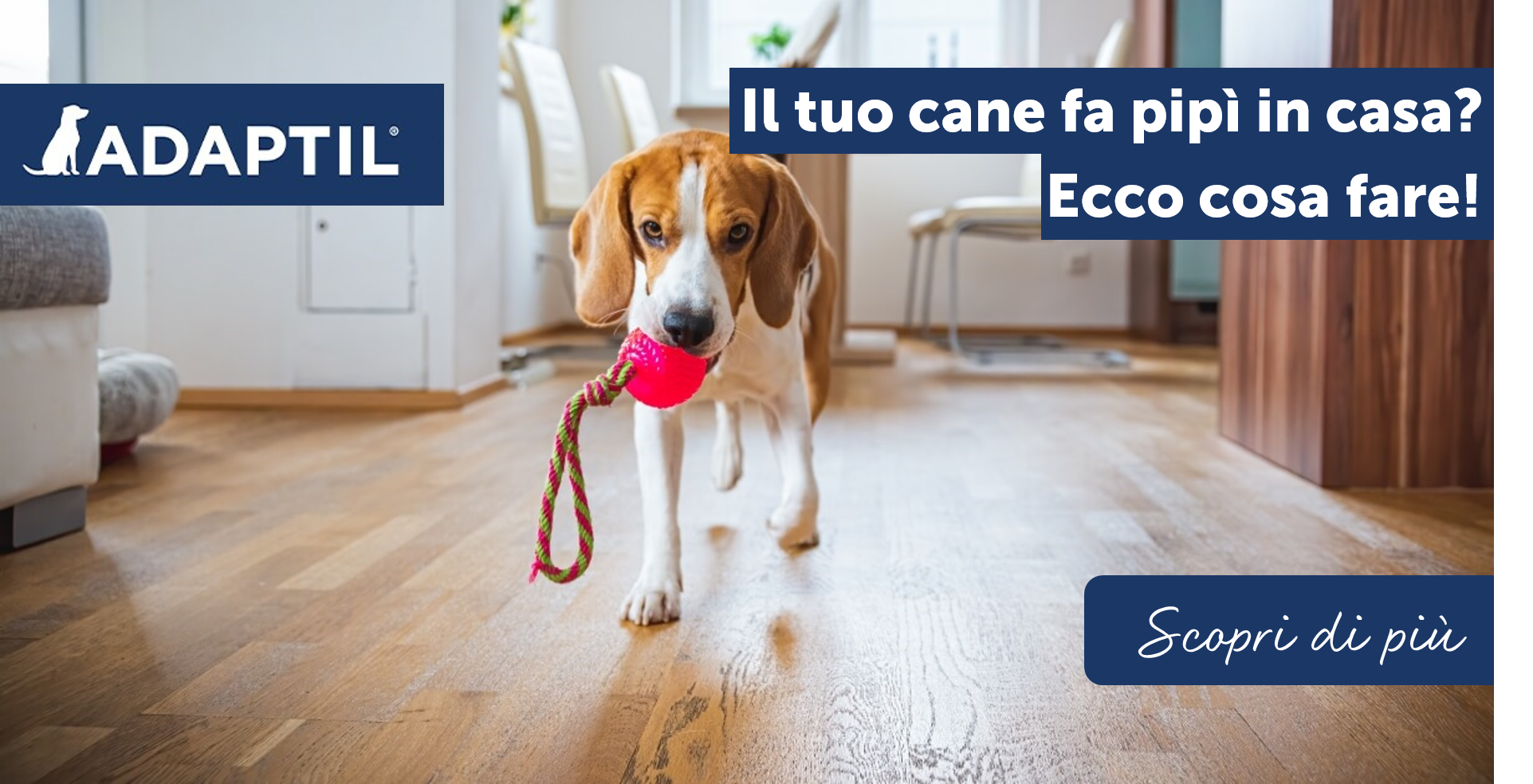 Il tuo cane fa pipì in casa? Ecco cosa fare!